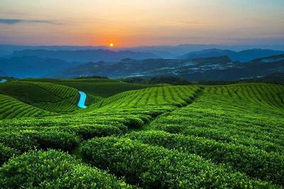 中国白茶之乡——白茶，茶中极品与茶中茅台