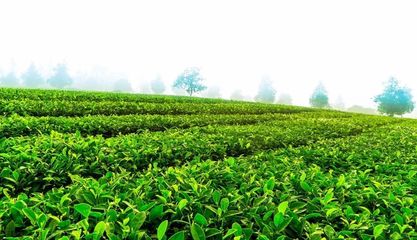 爱心茶园研发中心在云南省农科院茶叶研究所挂牌成立，助推茶产业发展