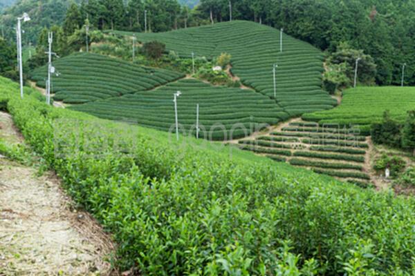茶草地与茶叶 自然的馈赠与文明的传承
